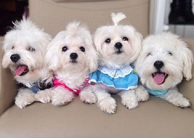 16 Reasons Maltese Dogs Are Not The Friendly Dogs Everyone Says They Are 14 maltese family