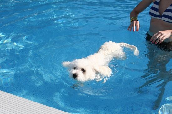 16 Reasons Maltese Dogs Are Not The Friendly Dogs Everyone Says They Are 1 maltese water swim