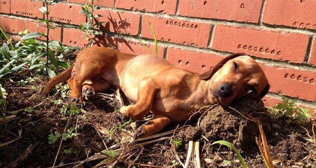 17 Things All Dachshund Owners Must Never Forget 22 17 Things All Dachshund Owners Must Never Forget 2