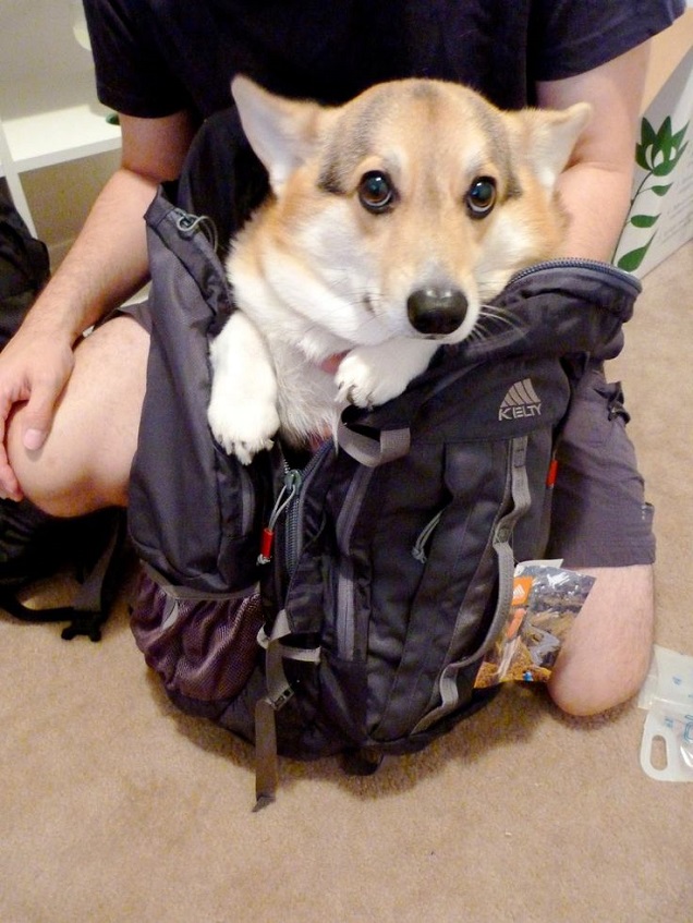 19 Things All Corgi Owners Must Never Forget 9 packing corgi funny