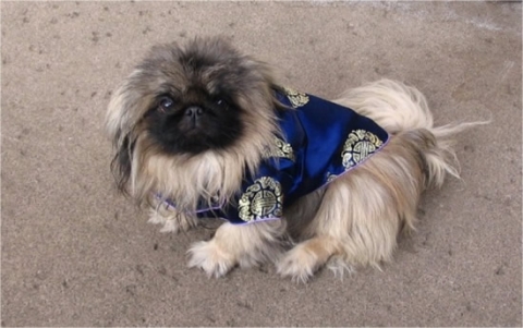 pekingese blue costume
