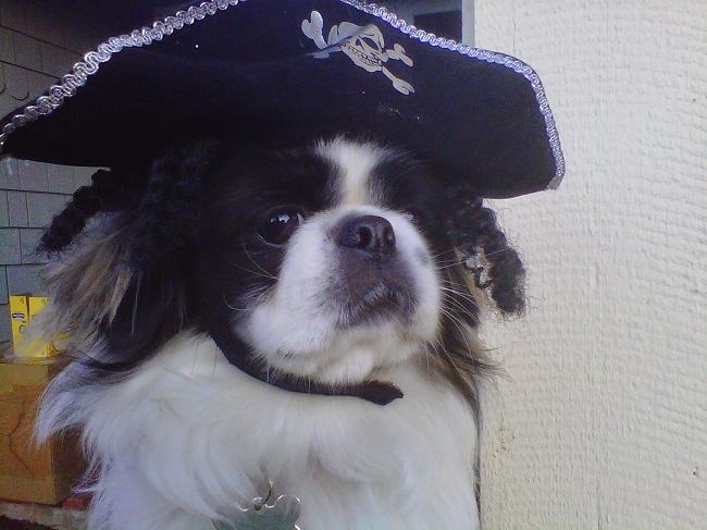 pirate pekinges
