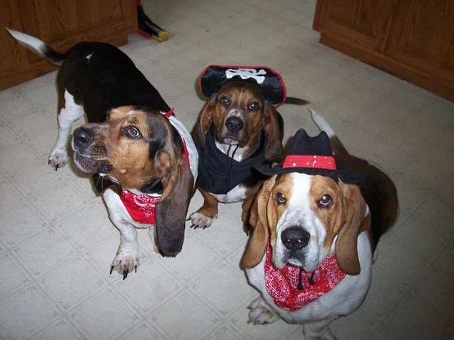 17 Costumes That Prove Basset Hounds Always Win At Halloween 10 pirates basset hounds halloween