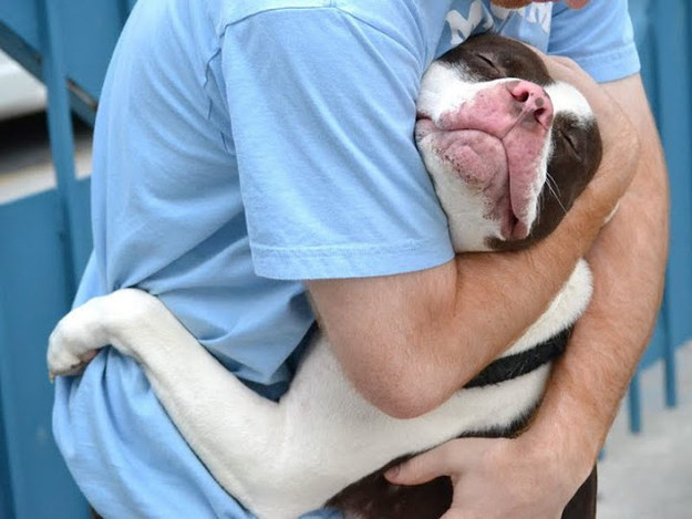 pit bull hugging man