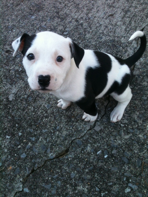pit bull photo puppy cute