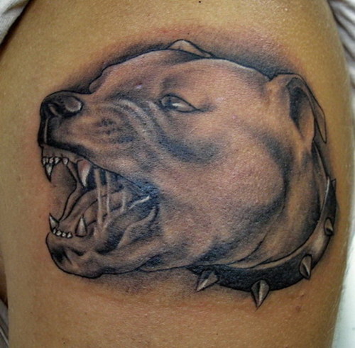 pitbull_tattoo photo