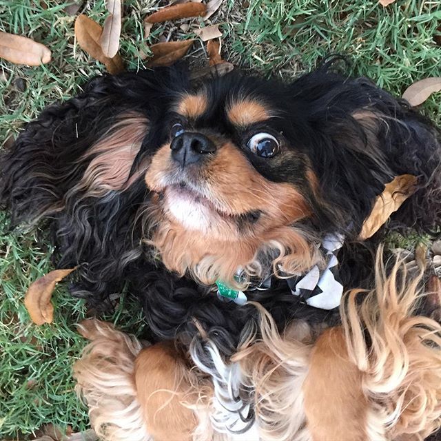 16 Reasons Cavalier King Charles Spaniels Are The Worst Indoor Dog Breeds Of All Time 16 playful charles spaniel funny