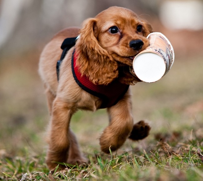 playful cocker spaniel