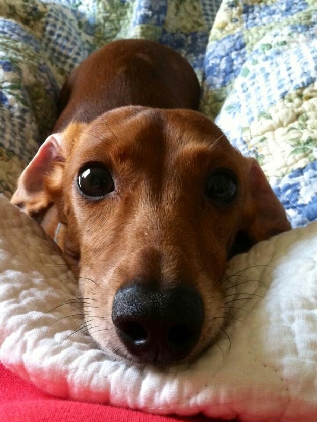 16 Reasons Dachshunds Are Not The Friendly Dogs Everyone Says They Are 15 playful face dachshund
