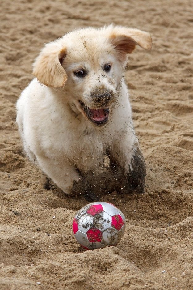 17 Reasons Golden Retrievers Are Not The Friendly Dogs Everyone Says They Are 14 playful golden retriever puppy ball