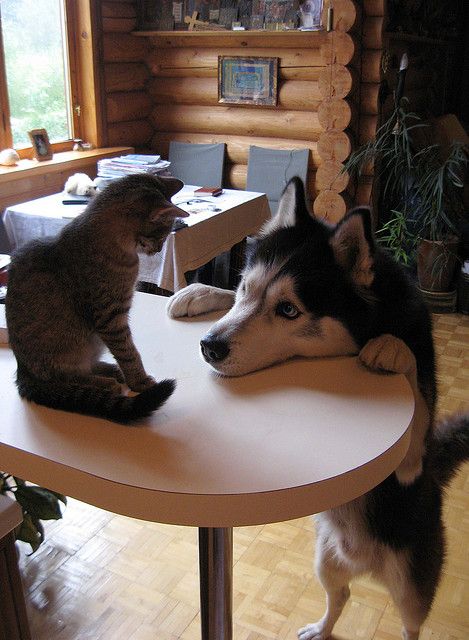 playful husky kitty pics