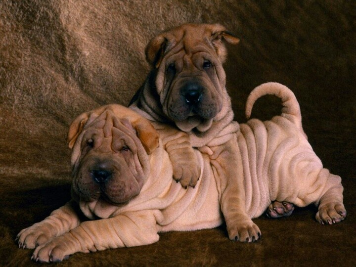 16 Reasons Shar Peis Are Not The Friendly Dogs Everyone Says They Are 15 playful pics shar peis dogs
