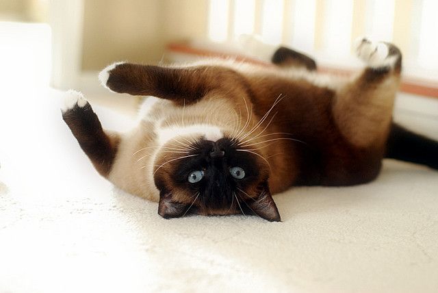 15 Reasons Siamese Cats Are Not The Friendly Cats Everyone Says They Are 10 playful siamese kitty