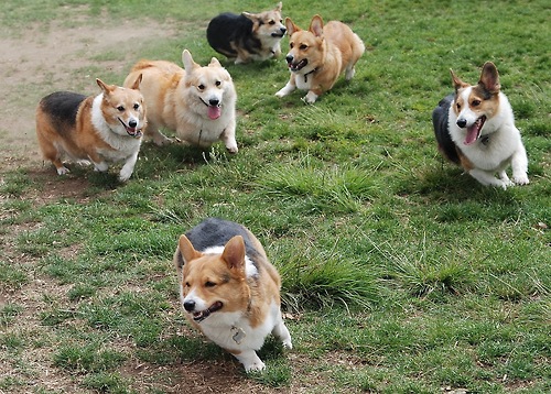 16 Reasons Corgis Are Not The Friendly Dogs Everyone Says They Are 15 playing corgis dogs photography run