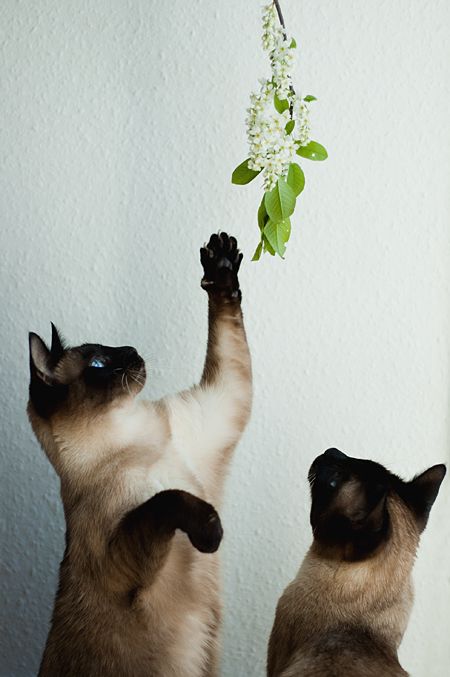 15 Reasons Siamese Cats Are Not The Friendly Cats Everyone Says They Are 14 playing flower siamese kitty