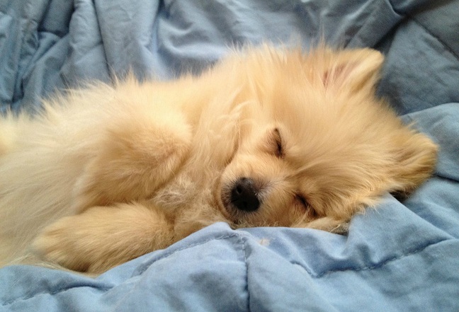 pomeranian dog sleeping