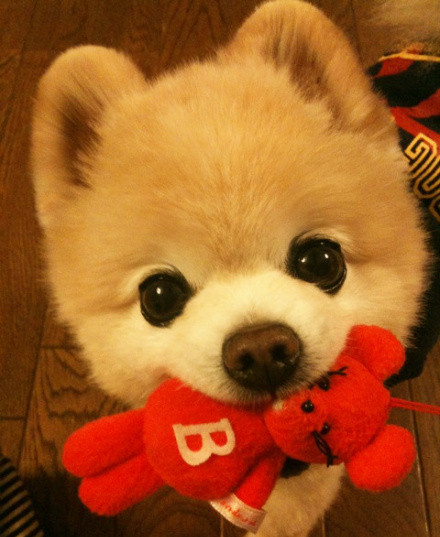 pomeranian dog toy