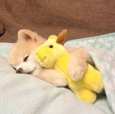 pomeranian dog with toy