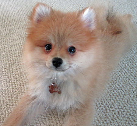pomeranian dog