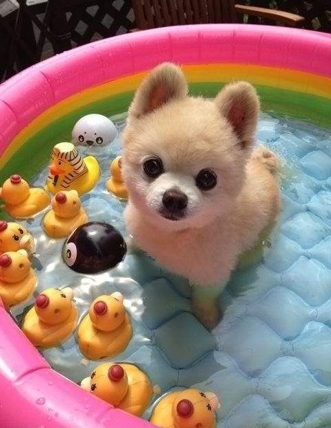 pomeranian puppy in pool
