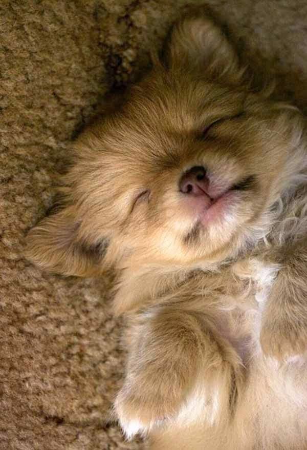 pomeranian puppy sleeping