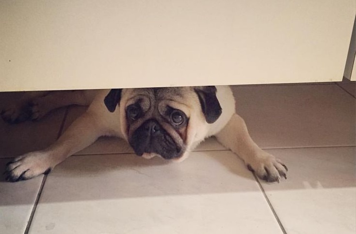 pug dog watching