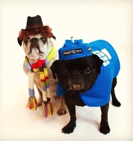 pug halloween costume doctor