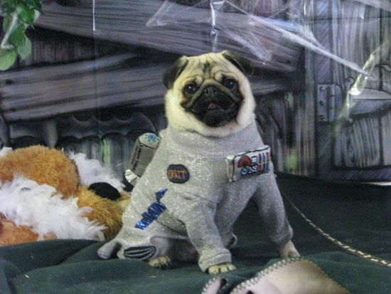 pug halloween costume moon