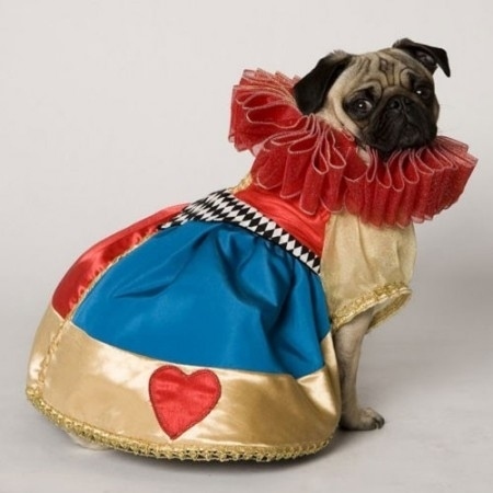 pug halloween costume queen