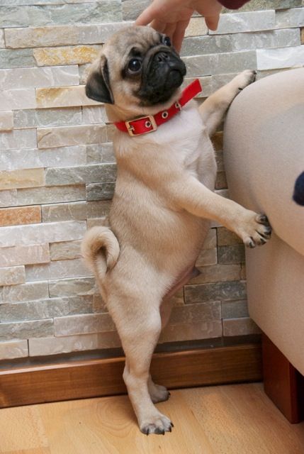 pug puppy