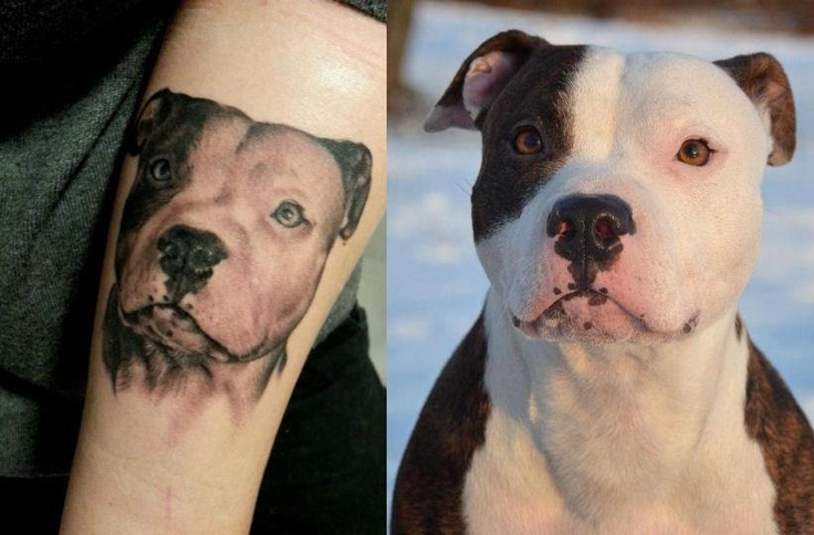 real-pitbull tattoo