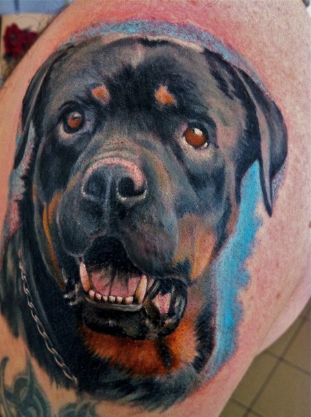 rottweiler portrait tattoo design