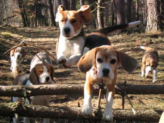 16 Reasons Beagles Are Not The Friendly Dogs Everyone Says They Are 10 running beagles forest
