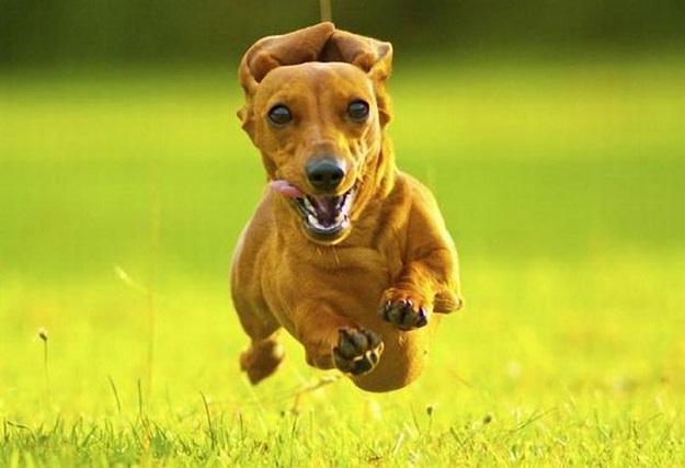 running dachshund face