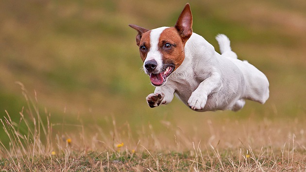 running jack russell