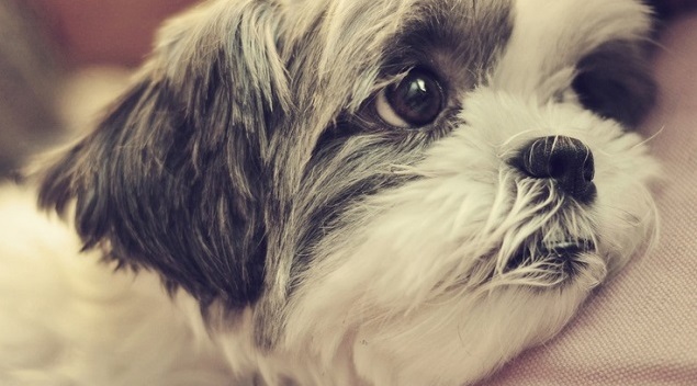 17 Things All Shih Tzu Owners Must Never Forget 7