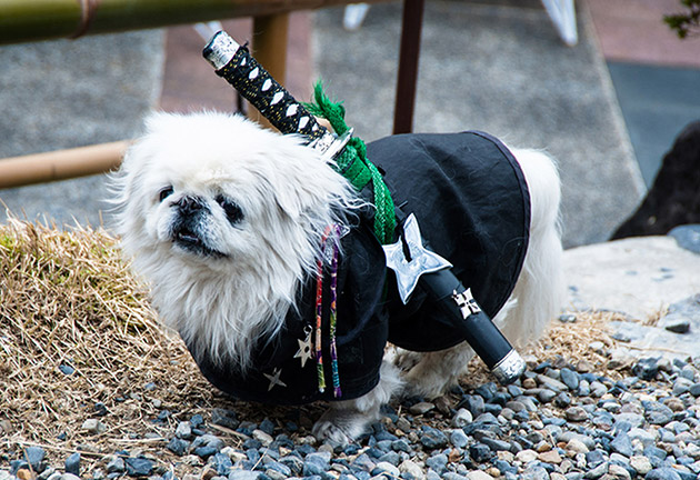 samurai costume pekingese