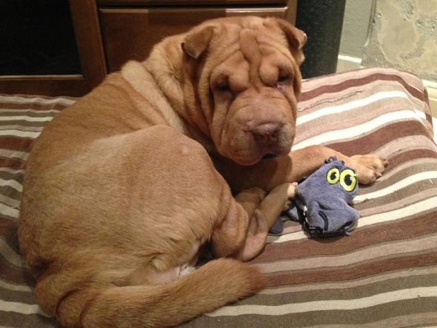 scared shar pei