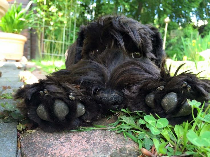 14 Reasons Schnauzers Are The Worst Indoor Dog Breeds Of All Time 12 schnauzer dog feet