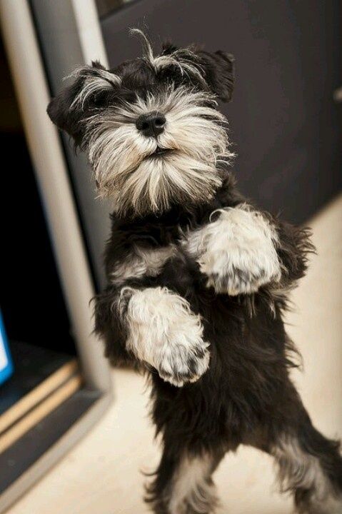 14 Reasons Schnauzers Are The Worst Indoor Dog Breeds Of All Time 2 schnauzer dog funny