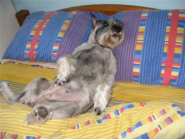 14 Reasons Schnauzers Are The Worst Indoor Dog Breeds Of All Time 13 schnauzer dog on bed
