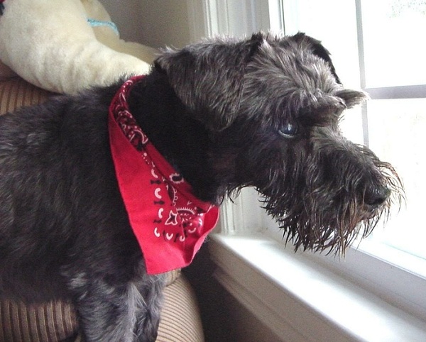 14 Reasons Schnauzers Are The Worst Indoor Dog Breeds Of All Time 9 schnauzer dog watching