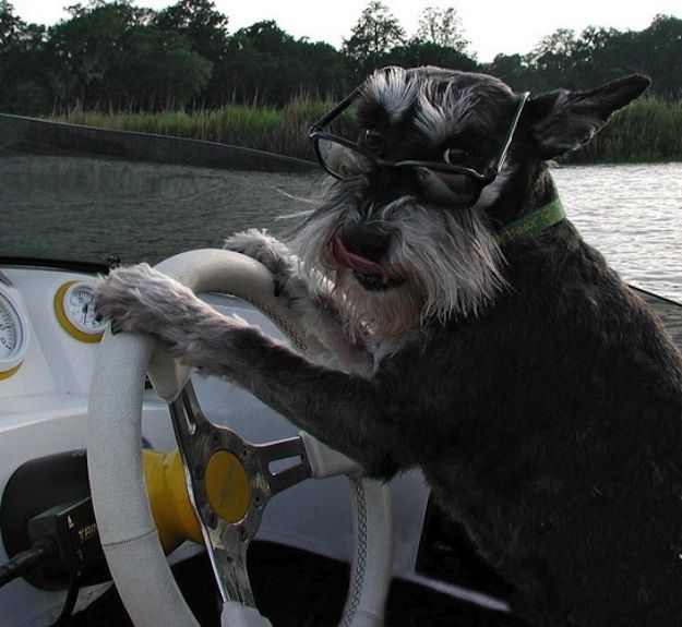 14 Reasons Schnauzers Are The Worst Indoor Dog Breeds Of All Time 7 schnauzer driving boat