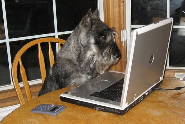 schnauzer on computer