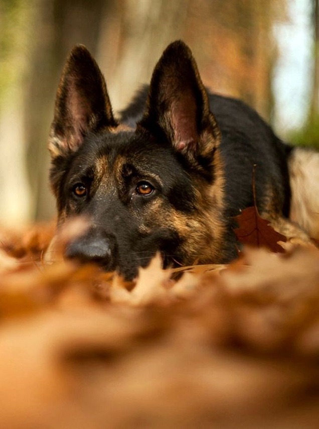 setious look german shepherd