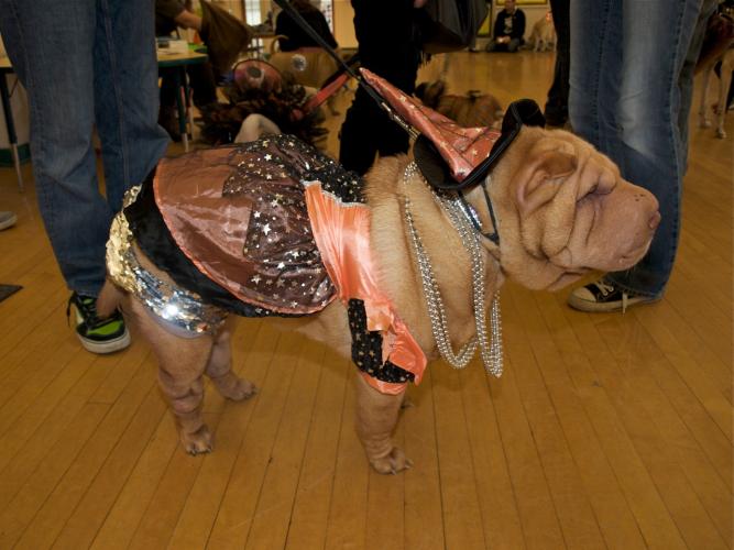 shar pei costume pics