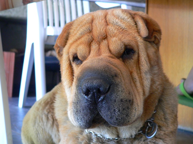 shar pei face closeup