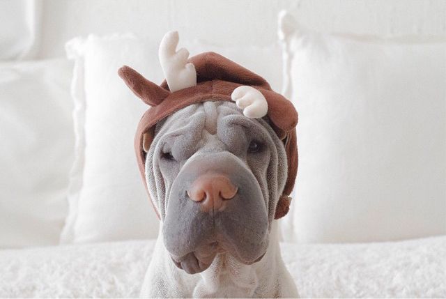 shar pei face costume
