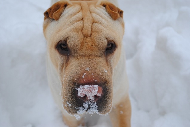 shar pei snow