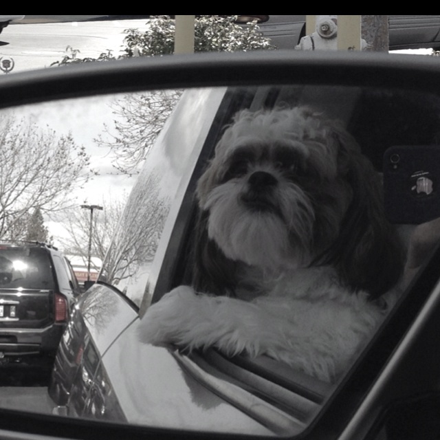shih tzu car mirror